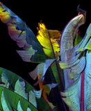 Banana Leaves Royalty Free Stock Photography Banana Leaves Royalty Free Stock Photography