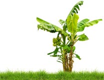 Banana tree with fresh green grass isolated on white background