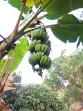 Banane crude sui banani fotografie stock Banane crude sui banani fotografie stock