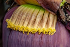 Bananenblume Florets auf der Blume ungefähr, zum im La Palma, Cana zu blühen stockbilder Bananenblume Florets auf der Blume ungefähr, zum im La Palma, Cana zu blühen stockbilder