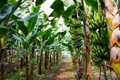 Bananenstaude mit einem Bündel wachsenden Bananen stockfotografie Bananenstaude mit einem Bündel wachsenden Bananen stockfotografie