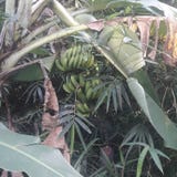 Banano verde fotografie stock libere da diritti Banano verde fotografie stock libere da diritti