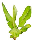 Bananowy drzewo obraz stock Bananowy drzewo obraz stock