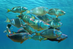 Banco del pesce pappagallo tropicale del semaforo rosso del pesce fotografia stock Banco del pesce pappagallo tropicale del semaforo rosso del pesce fotografia stock