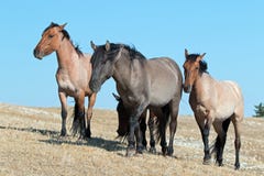 Band van Wild paarden die op Sykes Ridge in de Pryor-Waaier van het Bergenwild paard in Montana lopen - de V.S. royalty-vrije stock afbeeldingen Band van Wild paarden die op Sykes Ridge in de Pryor-Waaier van het Bergenwild paard in Montana lopen - de V.S. royalty-vrije stock afbeeldingen