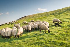 Bande de pâturage de moutons photos stock Bande de pâturage de moutons photos stock