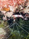 Banded Boxer Shrimp Royalty Free Stock Photography Banded Boxer Shrimp Royalty Free Stock Photography