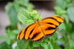 Banded Orange butterfly Dryadula phaetusa. stock photography Banded Orange butterfly Dryadula phaetusa. stock photography