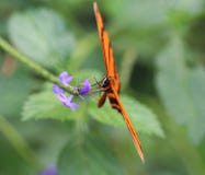 Banded Orange Heliconian Butterfly, Dryadula Phaetusa Royalty Free Stock Images