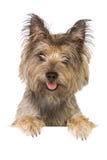 Bandeira do cão fotografia de stock royalty free Bandeira do cão fotografia de stock royalty free
