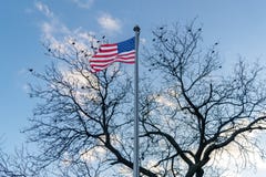 Bandera americana, barras y estrellas, soplando en el viento, p?jaros que se sientan en un ?rbol deshojado en el fondo, Midtown fotografía de archivo Bandera americana, barras y estrellas, soplando en el viento, p?jaros que se sientan en un ?rbol deshojado en el fondo, Midtown fotografía de archivo