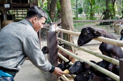 BANGKOK - 1 JANUARI Een niet geïdentificeerd mens het voeden voedsel aan geiten op 1 Januari, 2014 bij Dusit-Dierentuin in Bangko Stock Foto BANGKOK - 1 JANUARI Een niet geïdentificeerd mens het voeden voedsel aan geiten op 1 Januari, 2014 bij Dusit-Dierentuin in Bangko Stock Foto