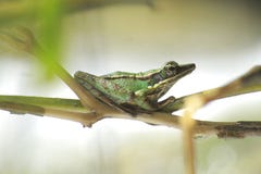 Bangkong de la rana debajo del sapo verde en los bosques tropicales de Indonesia fotografía de archivo libre de regalías Bangkong de la rana debajo del sapo verde en los bosques tropicales de Indonesia fotografía de archivo libre de regalías