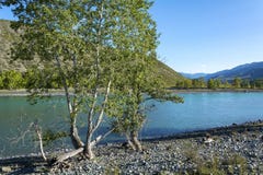 Bank van de Katun-rivier in de Altai-bergen stock afbeeldingen Bank van de Katun-rivier in de Altai-bergen stock afbeeldingen