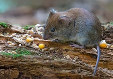 Bank vole feeds on corn seeds and other food on old stag royalty free stock photography Bank vole feeds on corn seeds and other food on old stag royalty free stock photography