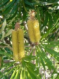Banksia foto de stock Banksia foto de stock