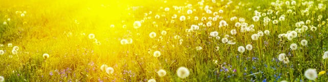Banner 3:1. Panorama Field With Blowball Dandelions Against Blue Sky And Sun Beams. Spring Background. Soft Focus Royalty Free Stock Images