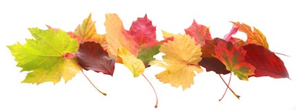 Banner of colorful autumn or fall leaves