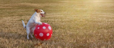 BANNER JACK RUSSELL PLAYING FOOTBALL SOCCER WITH A RED BALL AT PARK GRASS ON SUMMER VACATIONS royalty free stock images BANNER JACK RUSSELL PLAYING FOOTBALL SOCCER WITH A RED BALL AT PARK GRASS ON SUMMER VACATIONS royalty free stock images