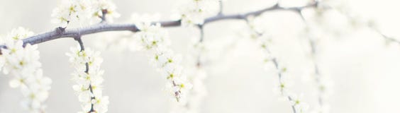 Banner with nature flowers background - web header template Royalty Free Stock Images Banner with nature flowers background - web header template Royalty Free Stock Images