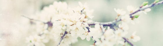Banner with nature flowers background - web header template Stock Image Banner with nature flowers background - web header template Stock Image