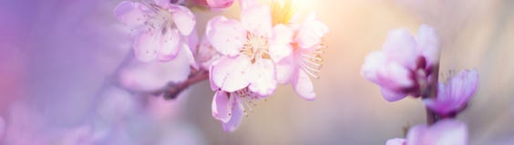 Banner with nature flowers background - web header template Stock Images Banner with nature flowers background - web header template Stock Images