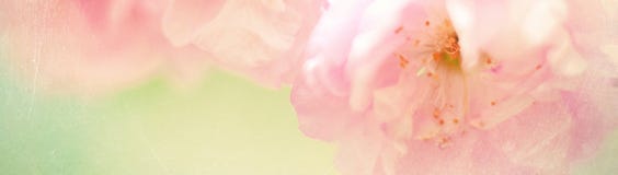 Banner with nature flowers background - web header template Stock Photo Banner with nature flowers background - web header template Stock Photo