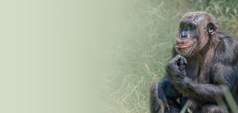 Banner with portrait of curious wondered adult Chimpanzee in tall green grass at smooth gradient background with copy space for