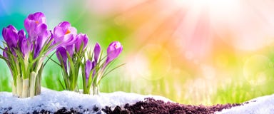 Crocuses In The Spring royalty free stock image Crocuses In The Spring royalty free stock image