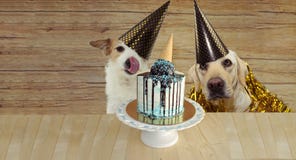 BANNER TWO HAPPY DOGS CELEBRATING BIRTHDAY OR ANNIVERSARY PARTY  WITH A CAKE AGAINST WOODEN BACKGROUND