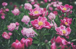 banner tła kwiaty form różowego spiralę trochę Piękne różowe i czerwone peonie w polu zdjęcie stock banner tła kwiaty form różowego spiralę trochę Piękne różowe i czerwone peonie w polu zdjęcie stock