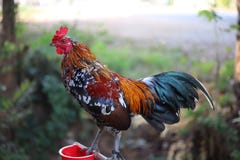 Bantam цыплята смешанные в черном, красный, белый, тайское дело цыпленка стоковые изображения Bantam цыплята смешанные в черном, красный, белый, тайское дело цыпленка стоковые изображения