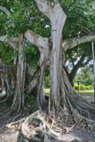 Banyan Tree (ficus Citrifolia) Stock Photos