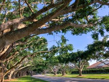 Banyan Tree Trunks Stock Photos Banyan Tree Trunks Stock Photos
