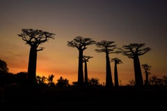 Baobab - Adansonia grandidieri stockbild Baobab - Adansonia grandidieri stockbild
