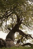 Baobab royalty free stock images Baobab royalty free stock images