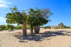 Baobab trees in an African landscape with clear blue sky in a vi stock image Baobab trees in an African landscape with clear blue sky in a vi stock image