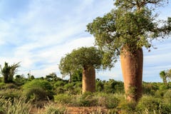 Baobab trees in an African landscape royalty free stock photography Baobab trees in an African landscape royalty free stock photography