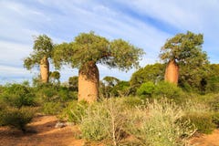 Baobab trees in an African landscape stock photo Baobab trees in an African landscape stock photo