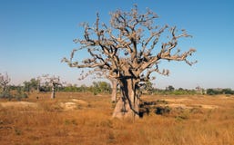 Baobabs In Savanna. Stock Photos