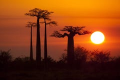 Baobabs With Sunrise Royalty Free Stock Photos Baobabs With Sunrise Royalty Free Stock Photos