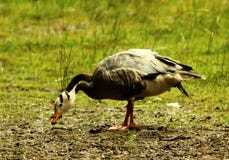 The bar-headed goose Anser indicus grazing stock image The bar-headed goose Anser indicus grazing stock image