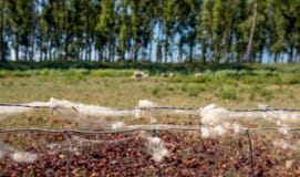 Barania wełna na gazie i drucie kolczastym ogrodzenie Fotografia Stock Barania wełna na gazie i drucie kolczastym ogrodzenie Fotografia Stock