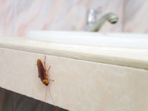 Barata na casa no fundo do toalete imagens de stock Barata na casa no fundo do toalete imagens de stock