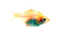 Barb τιγρών ή barb Sumatra glofish στοκ εικόνα με δικαίωμα ελεύθερης χρήσης Barb τιγρών ή barb Sumatra glofish στοκ εικόνα με δικαίωμα ελεύθερης χρήσης