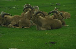 barbary flockfår arkivbilder barbary flockfår arkivbilder
