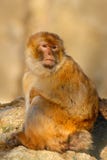 Barbary macaque, Macacasylvanus som sitter på vagga, Gibraltar, Spanien Royaltyfria Foton Barbary macaque, Macacasylvanus som sitter på vagga, Gibraltar, Spanien Royaltyfria Foton