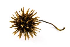 Free Barbed Spore Royalty Free Stock Image - 9322106