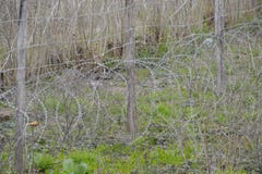 Barbed wire as a vineyard fence stock photo Barbed wire as a vineyard fence stock photo