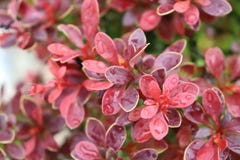 Barberry after the rain in the garden royalty free stock images Barberry after the rain in the garden royalty free stock images